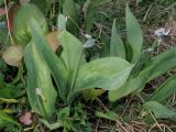 Erythronium sulevii