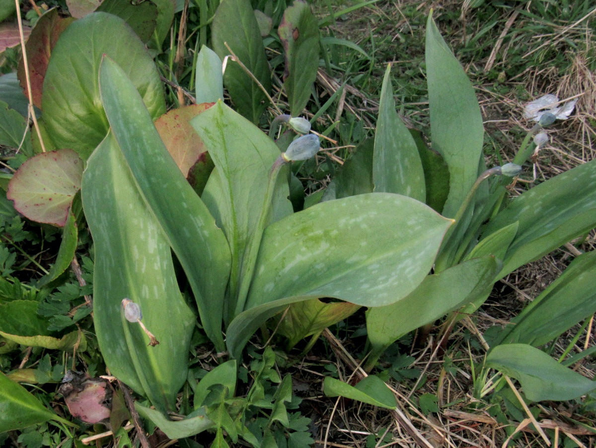 Image of Erythronium sulevii specimen.