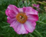 Paeonia hybrida