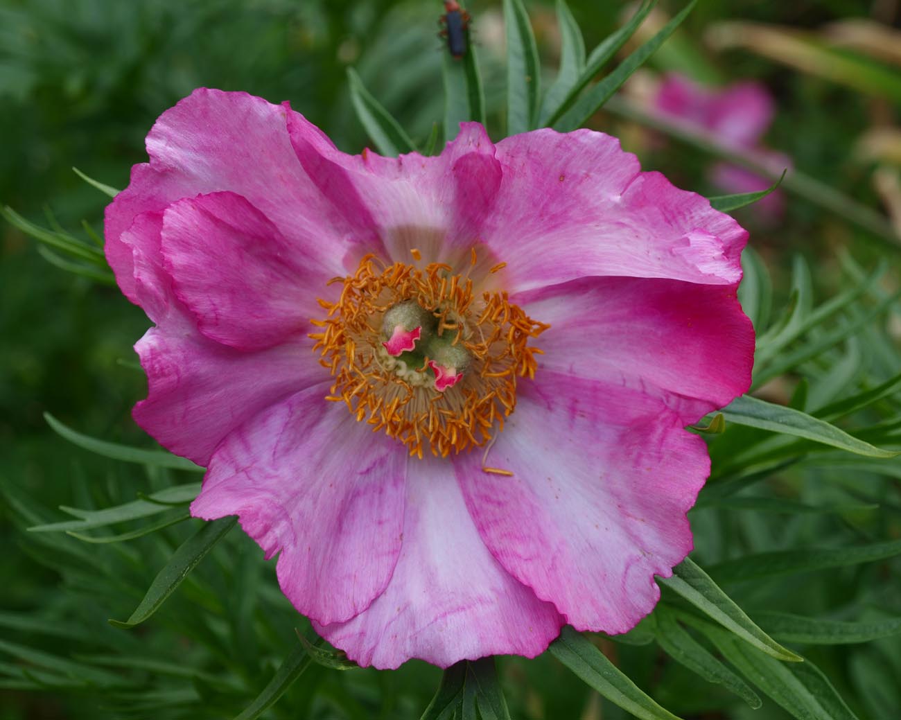 Изображение особи Paeonia hybrida.