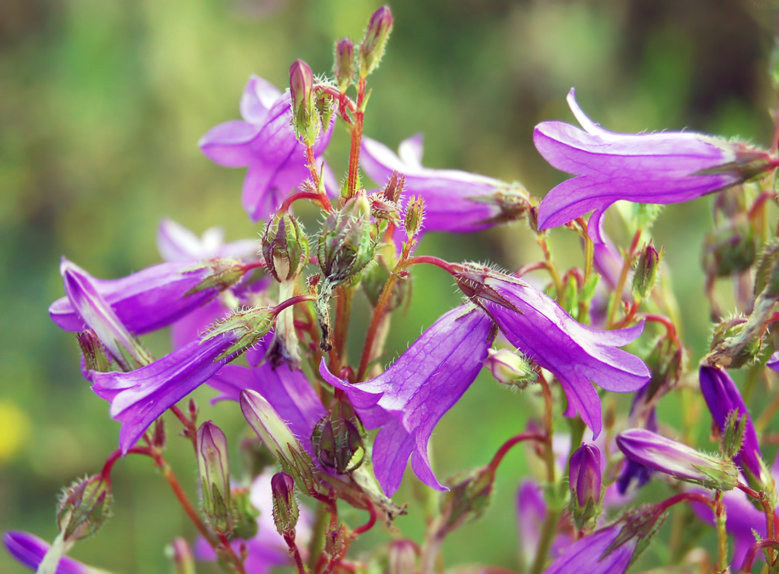 Изображение особи Campanula sibirica.