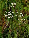Eremogone micradenia