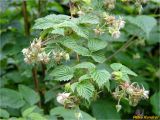 Rubus idaeus. Побеги с завязывающимися плодами. Украина, Ивано-Франковская обл., Болеховский горсовет, Поляницкий сельсовет, Поляницкий региональный ландшафтный парк, зарастающая просека. 20.05.2018.