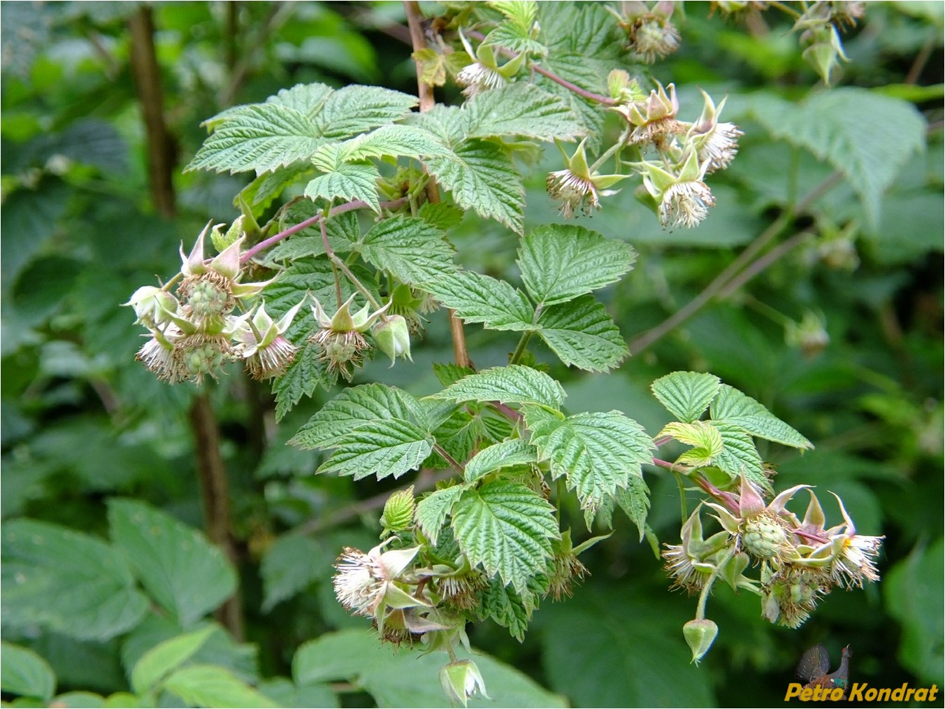 Изображение особи Rubus idaeus.