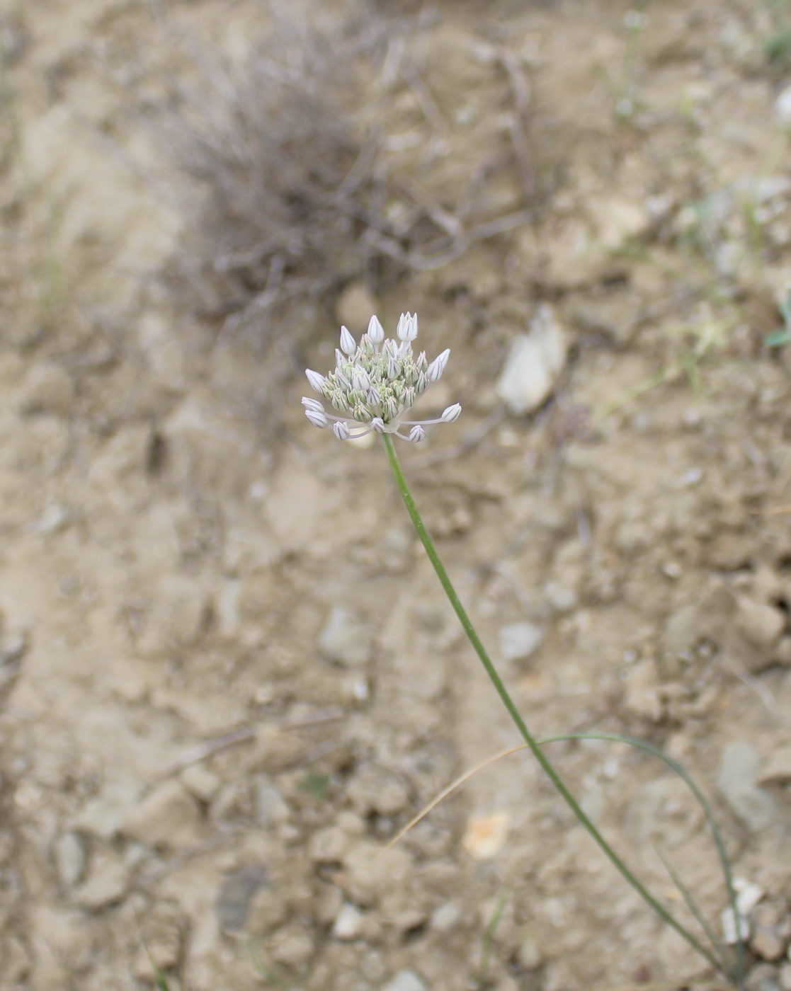 Изображение особи род Allium.