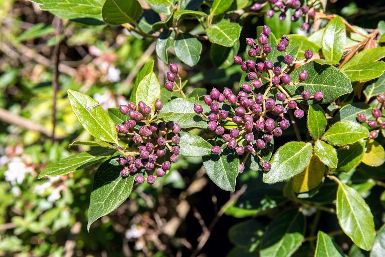 Image of Viburnum tinus specimen.