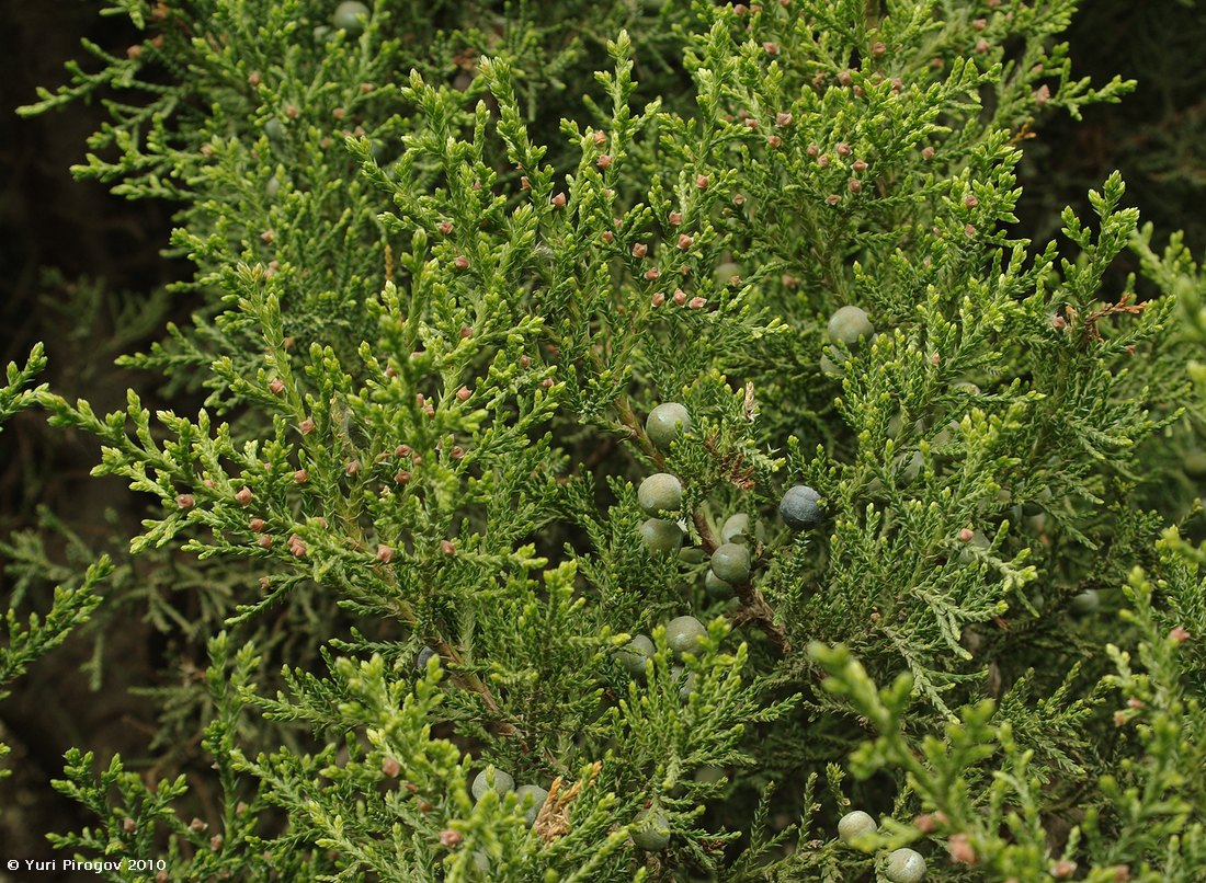 Image of Juniperus deppeana specimen.