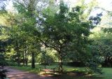 Quercus serrata