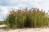 Phragmites australis