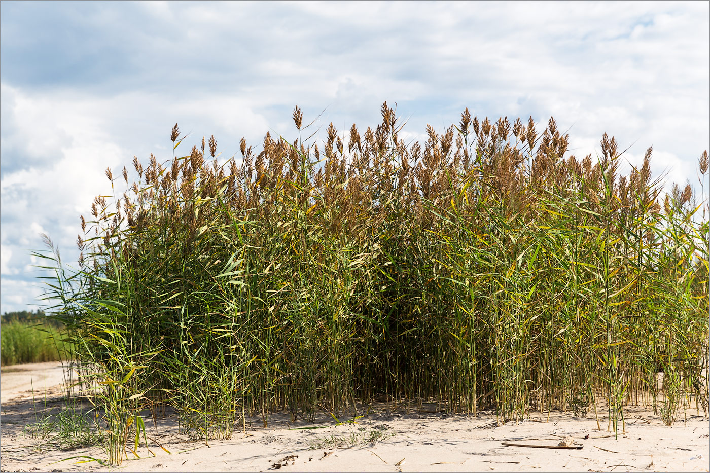 Изображение особи Phragmites australis.