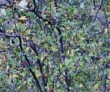 род Crataegus