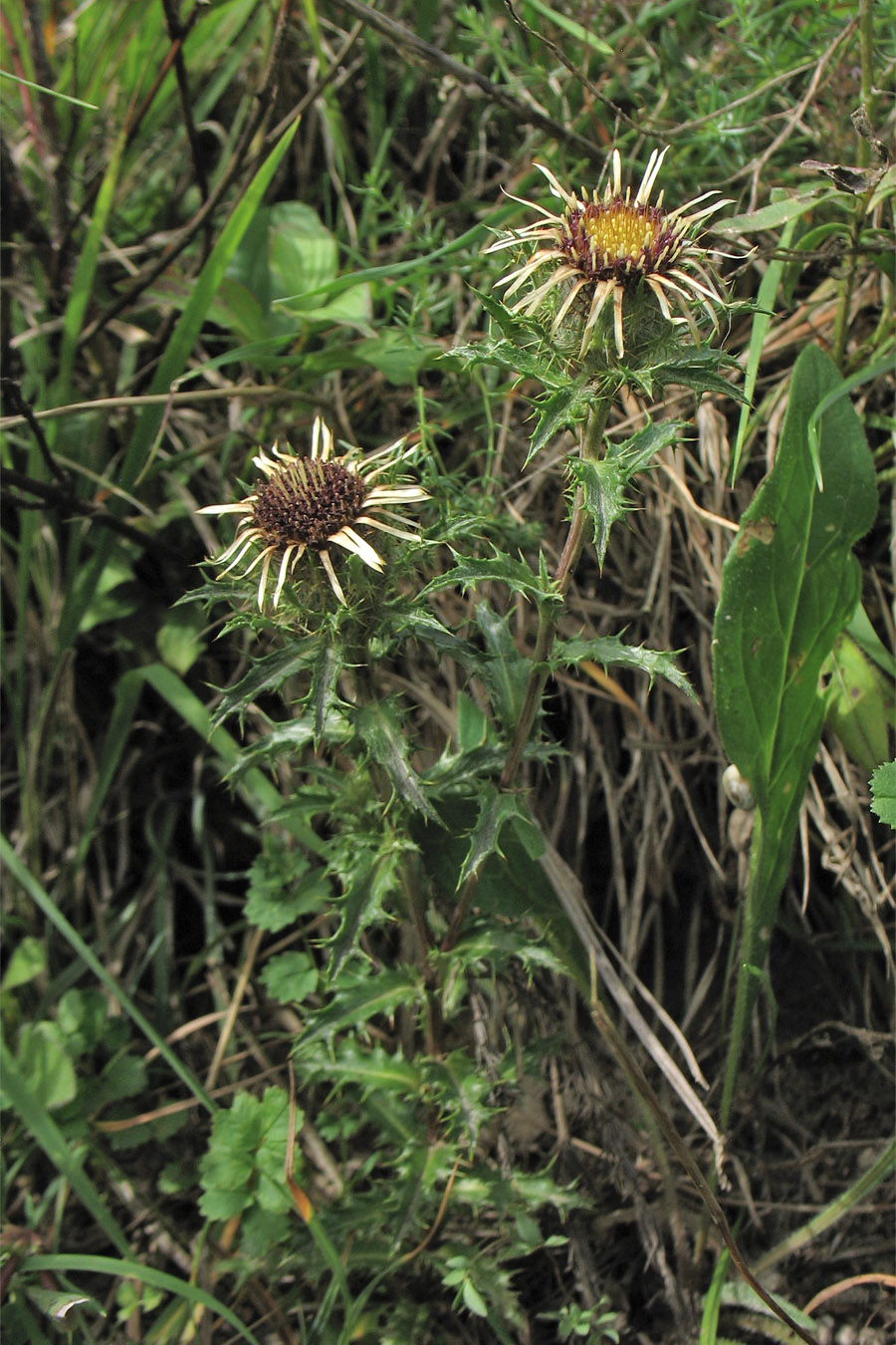Image of Carlina vulgaris specimen.