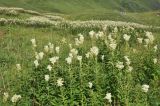 Filipendula ulmaria