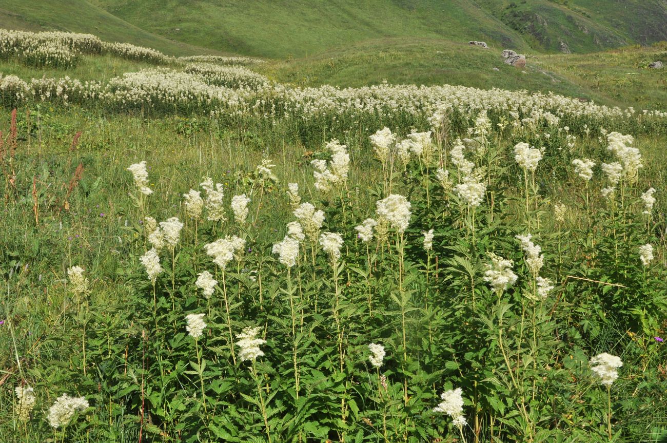 Image of Filipendula ulmaria specimen.