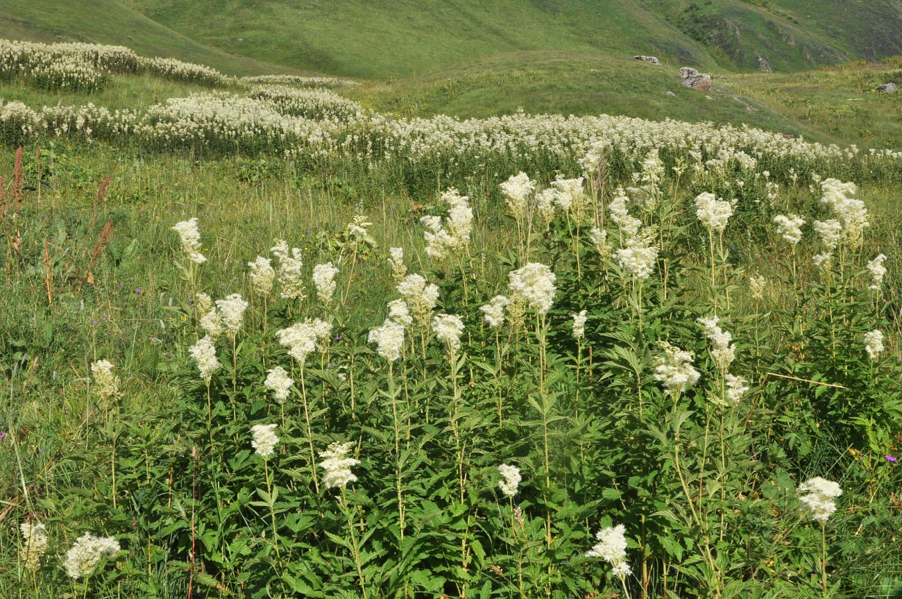 Изображение особи Filipendula ulmaria.