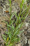 Polygala wolfgangiana