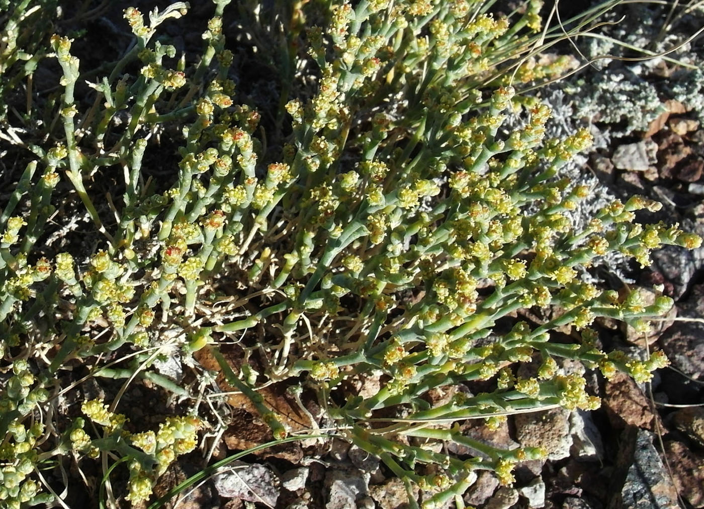 Image of Anabasis salsa specimen.