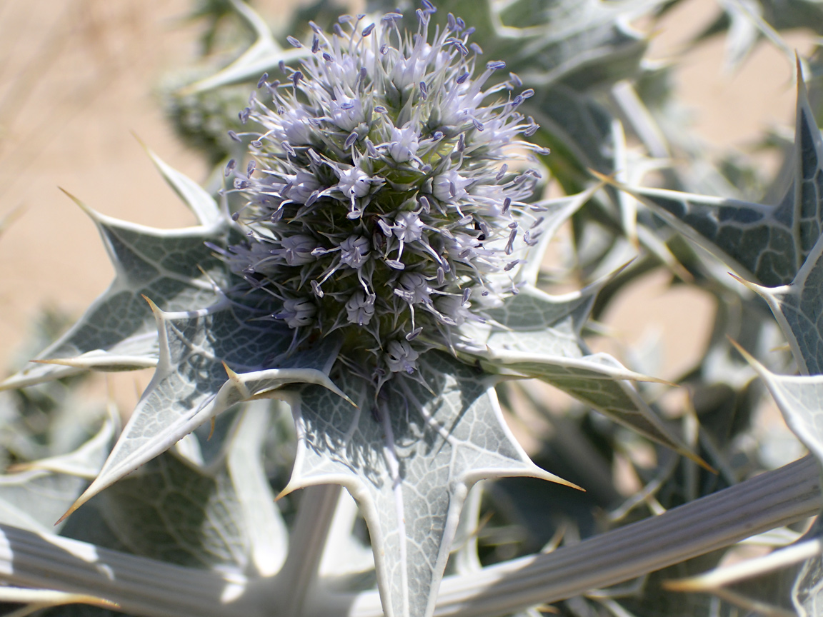 Изображение особи Eryngium maritimum.