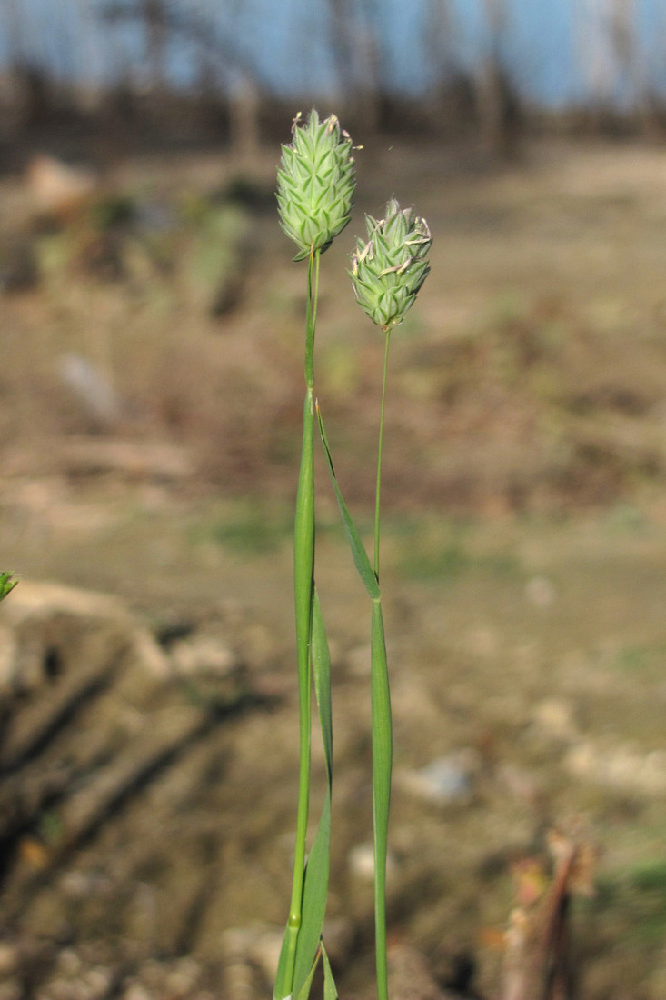 Изображение особи Phalaris canariensis.