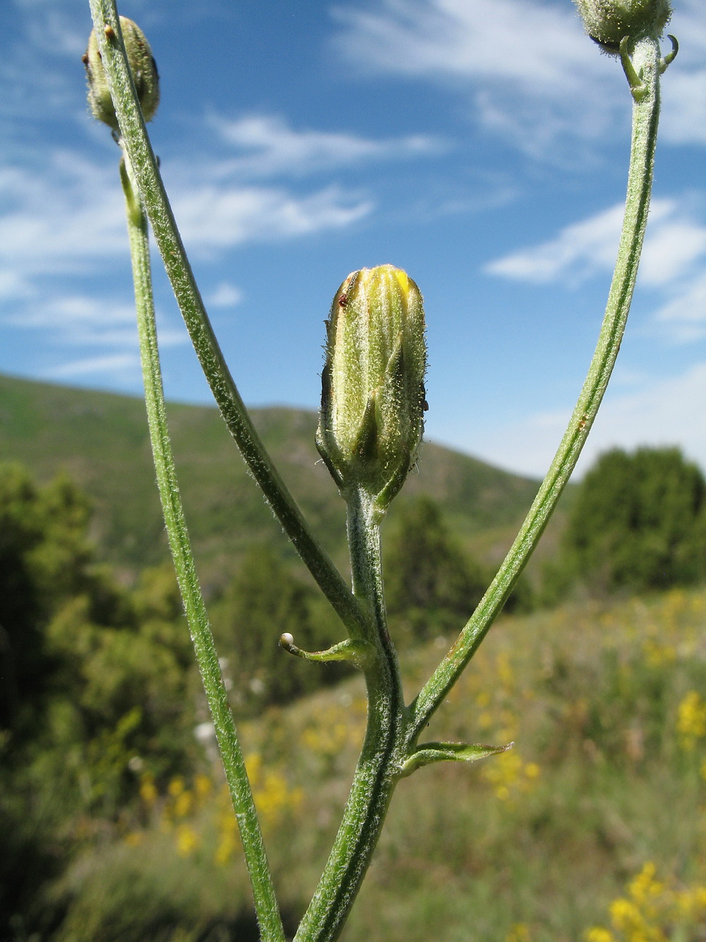 Изображение особи Crepis darvazica.