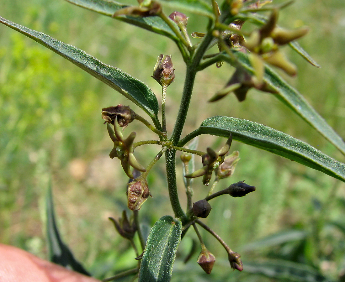 Image of Vincetoxicum maeoticum specimen.