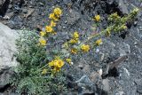 Corydalis fimbrillifera