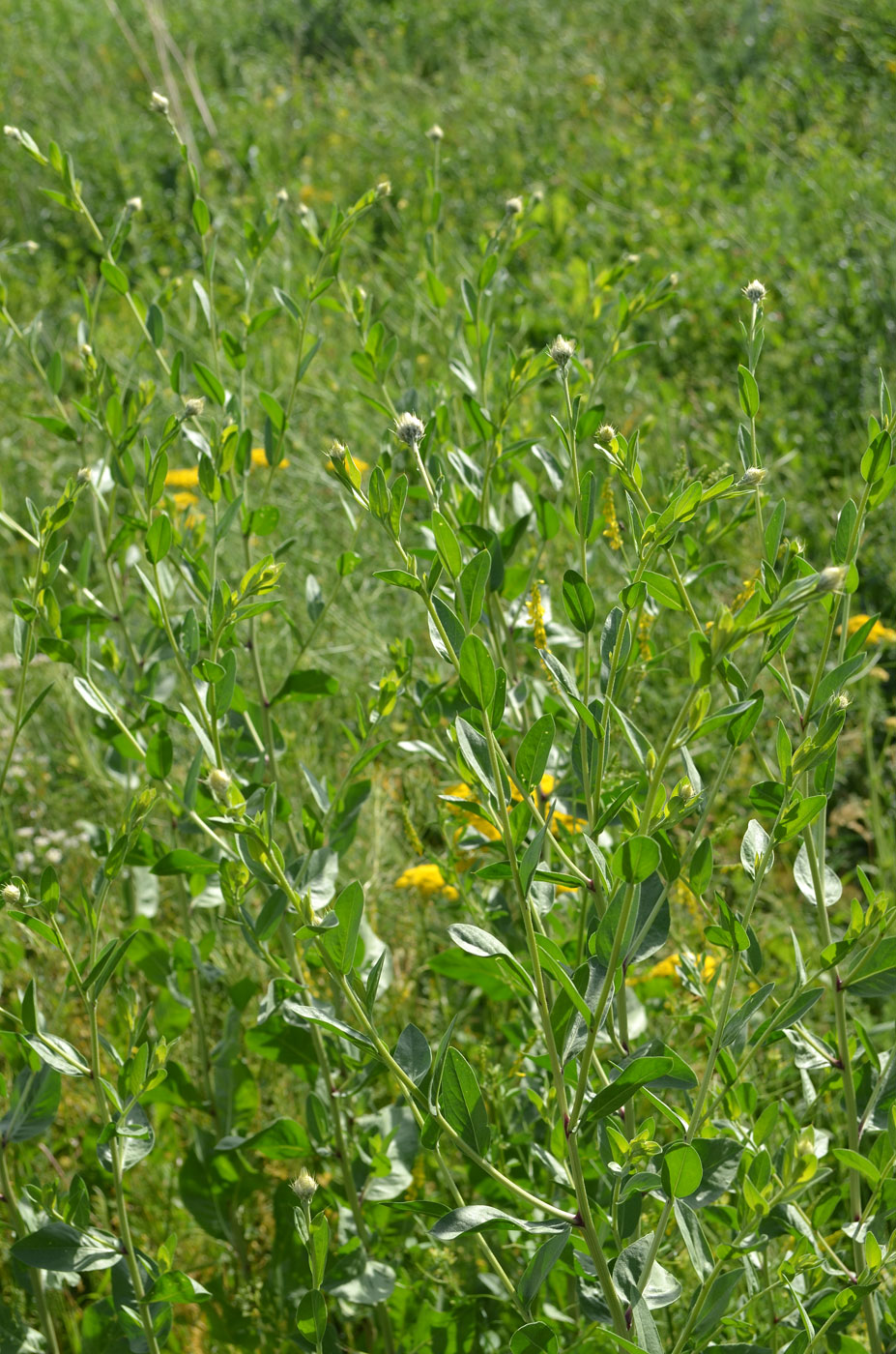 Image of Stizolophus balsamita specimen.