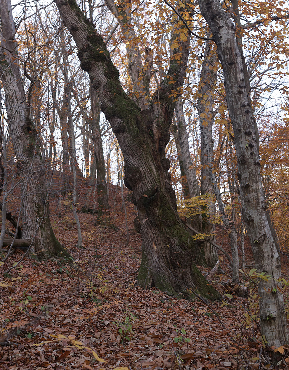 Image of Castanea sativa specimen.