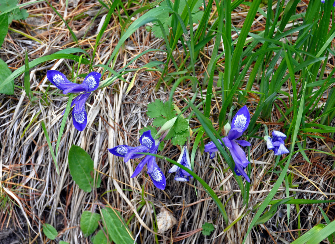 Изображение особи Iris ruthenica.