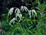 Aconogonon alpinum. Верхушка побега с соцветиями. Алтай, Катунский хребет, берег оз. Среднее Мультинское, ≈ 1600 м н.у.м., влажный луг на опушке хвойного леса. 03.07.2018.