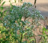 Valeriana officinalis