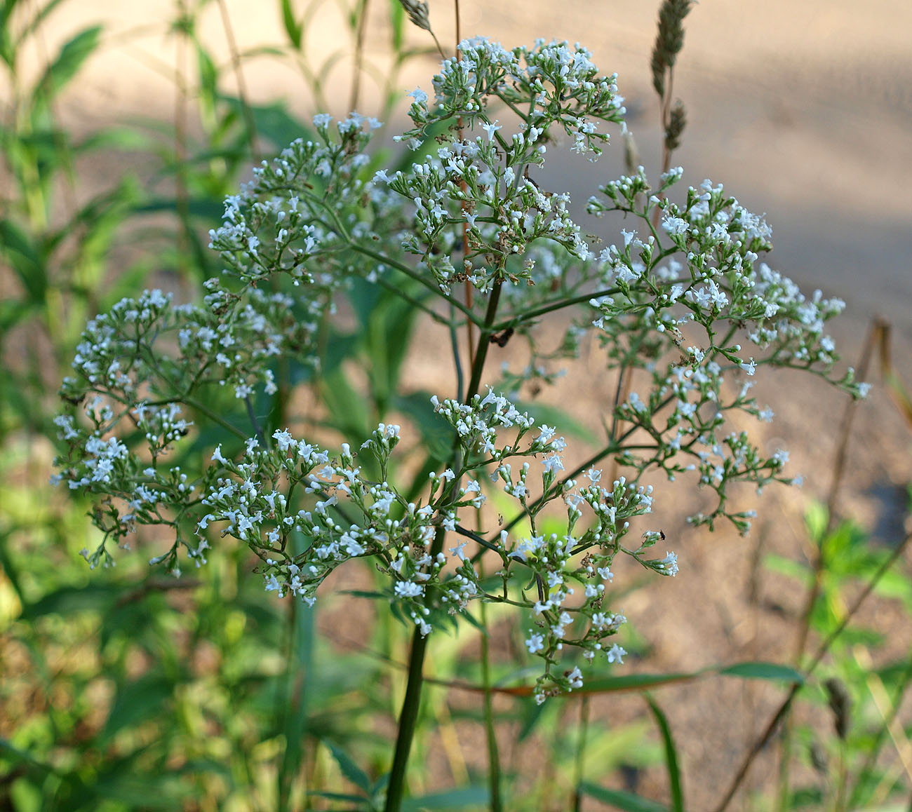 Image of Valeriana officinalis specimen.