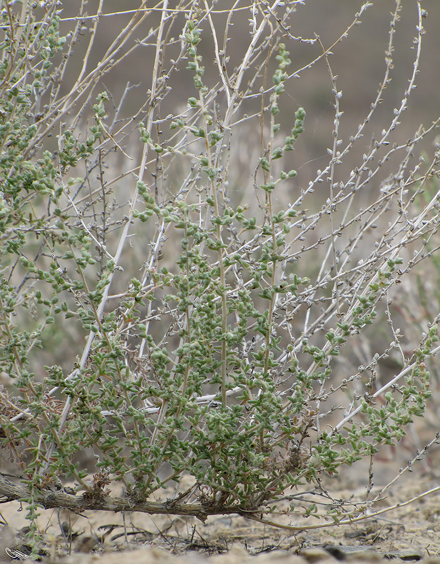 Image of Salsola orientalis specimen.