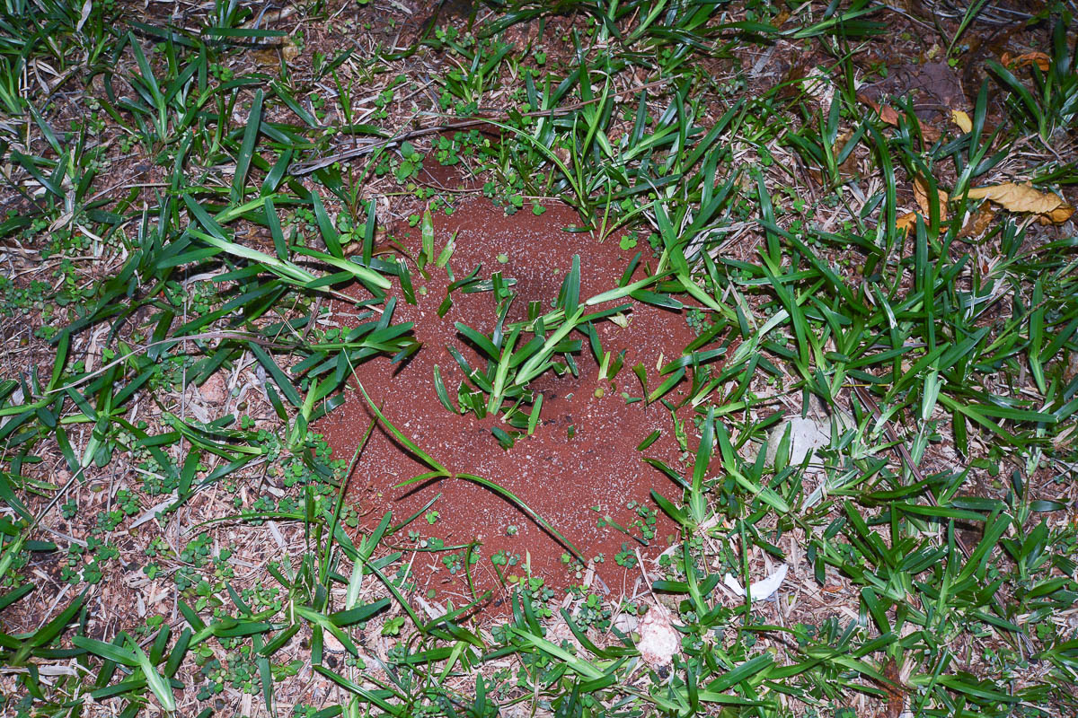 Image of Stenotaphrum dimidiatum specimen.