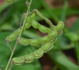 Desmodium adscendens