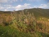 Cirsium euxinum