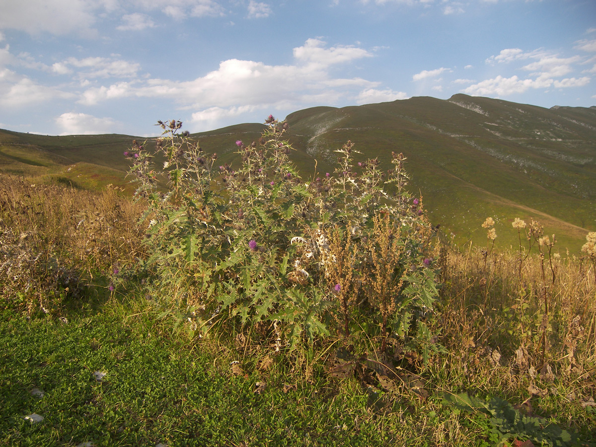 Изображение особи Cirsium euxinum.