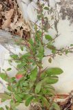Pyracantha coccinea. Верхние части ветвей. Краснодарский край, Черноморское побережье Кавказа, м/о город-курорт Геленджик, окр. с. Кабардинка, Леонтьев бугор, у берега ручья. 3 января 2018 г.