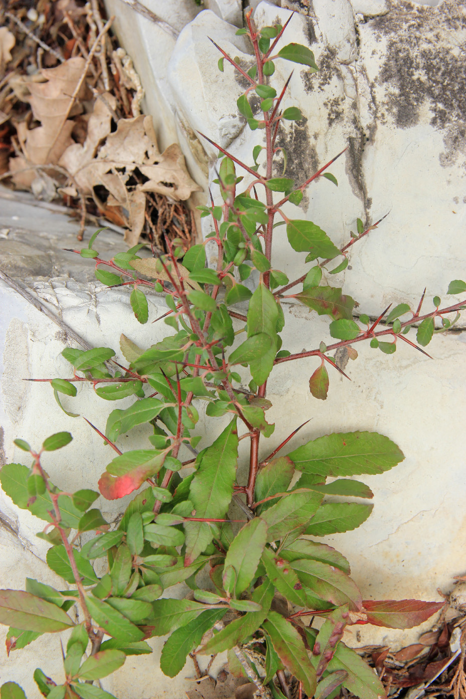 Image of Pyracantha coccinea specimen.