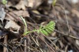 Achillea millefolium. Отрастающий после зимы побег. Ленинградская обл., Ломоносовский р-н, окр. дер. Низино, крутой склон на берегу ручья. 24.02.2019.