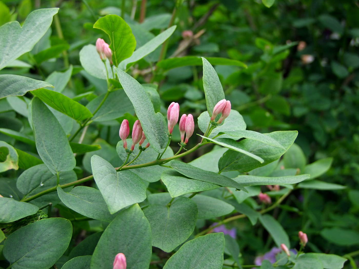 Изображение особи Lonicera tatarica.