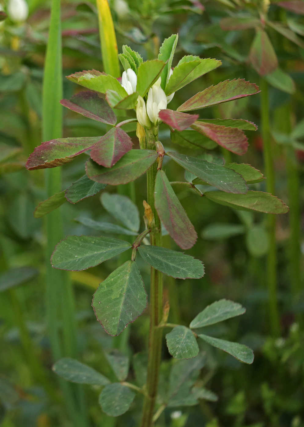 Image of Trigonella foenum-graecum specimen.