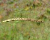 Hordeum bulbosum. Соцветие. Республика Кипр, Троодос (Τρόοδος), 900 м н.у.м., обочина дороги. 29.04.2019.