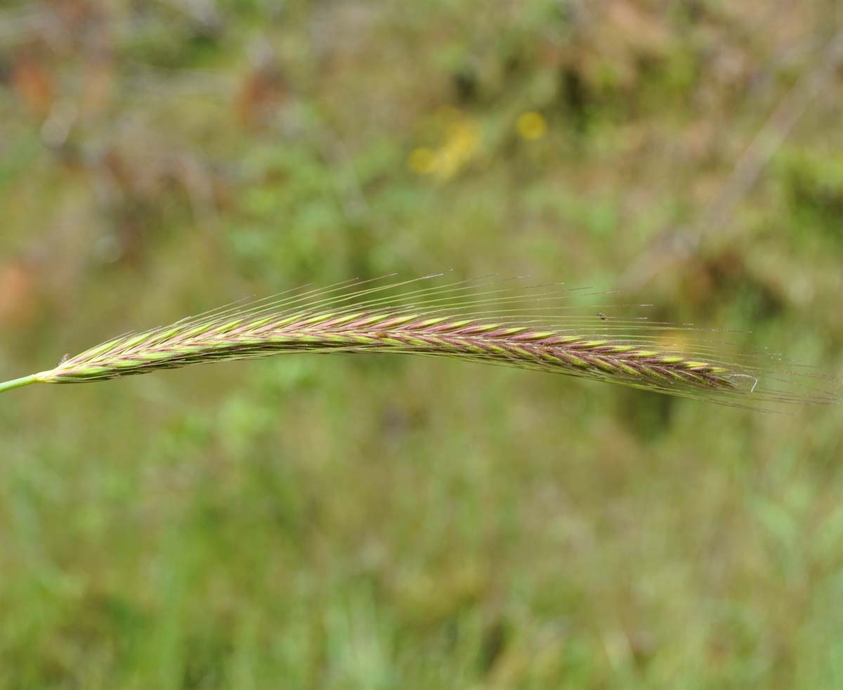 Изображение особи Hordeum bulbosum.