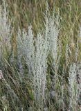 genus Artemisia. Цветущие растения. Республика Татарстан, с. Тетюши, правый крутой берег р. Волга, у смотровой площадки. 05.08.2018.