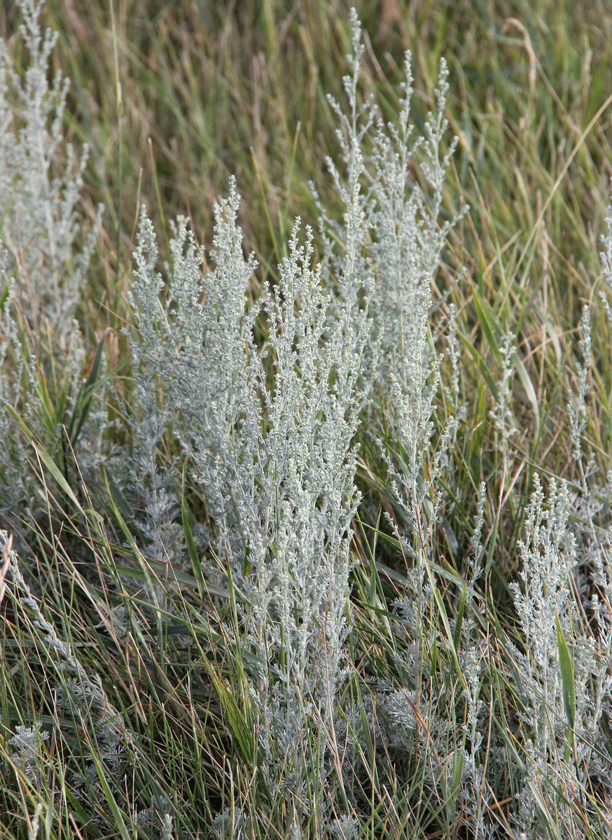 Изображение особи род Artemisia.
