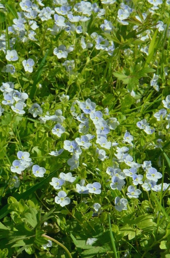 Image of Veronica filiformis specimen.