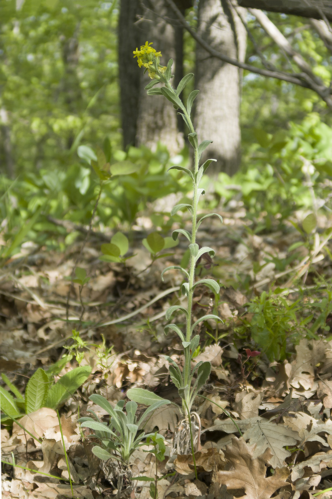 Image of Fibigia eriocarpa specimen.