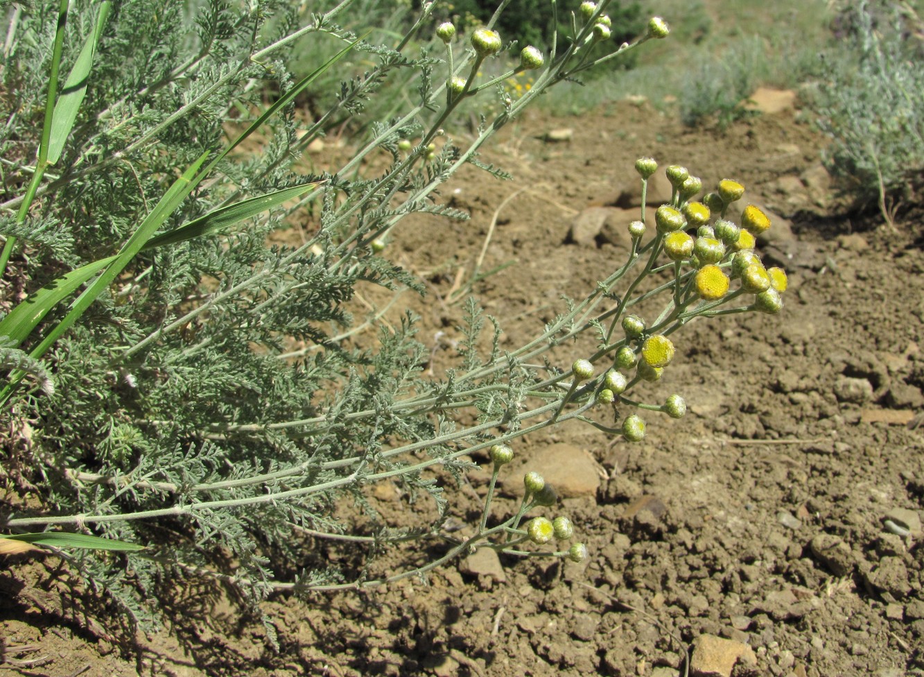 Image of Tanacetum millefolium specimen.