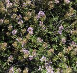 Thymus calcareus. Побеги с соцветиями. Волгоградская обл., Иловлинский р-н, природный парк \"Донской\", правобережье р. Дон, меловая гора. 22.06.2019.